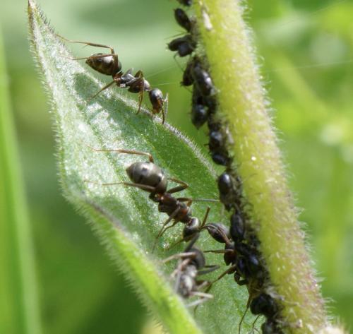 Formicinae
